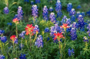 wildflowers